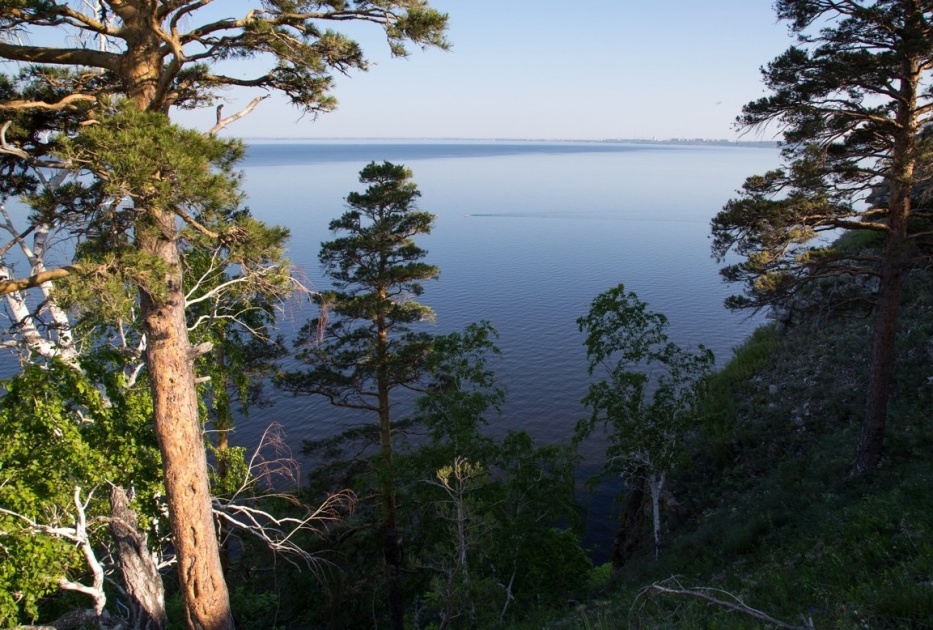 Реликтовые сосны Самарской Луки