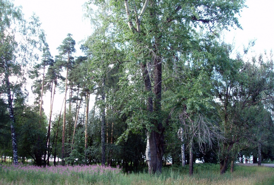 Павловская роща ярославль фото