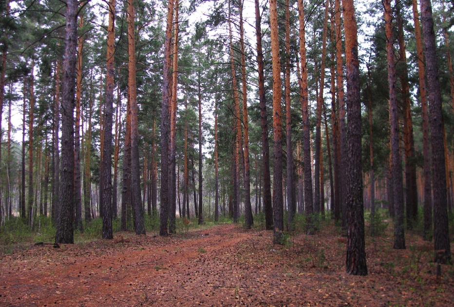 Фото дача бор шуя